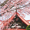 南照寺の桜