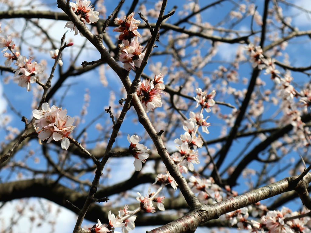 魯桃桜　ロトウザクラ