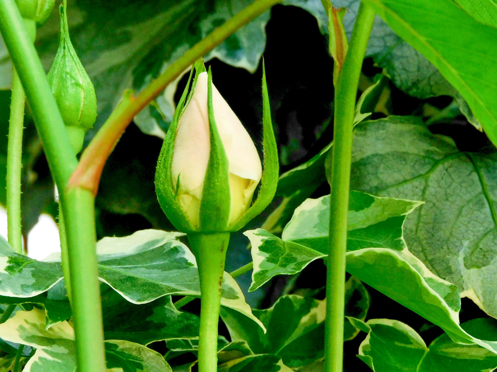 薔薇便り