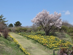 水仙と桜