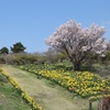 水仙と桜