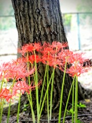 葉見ず花見ず