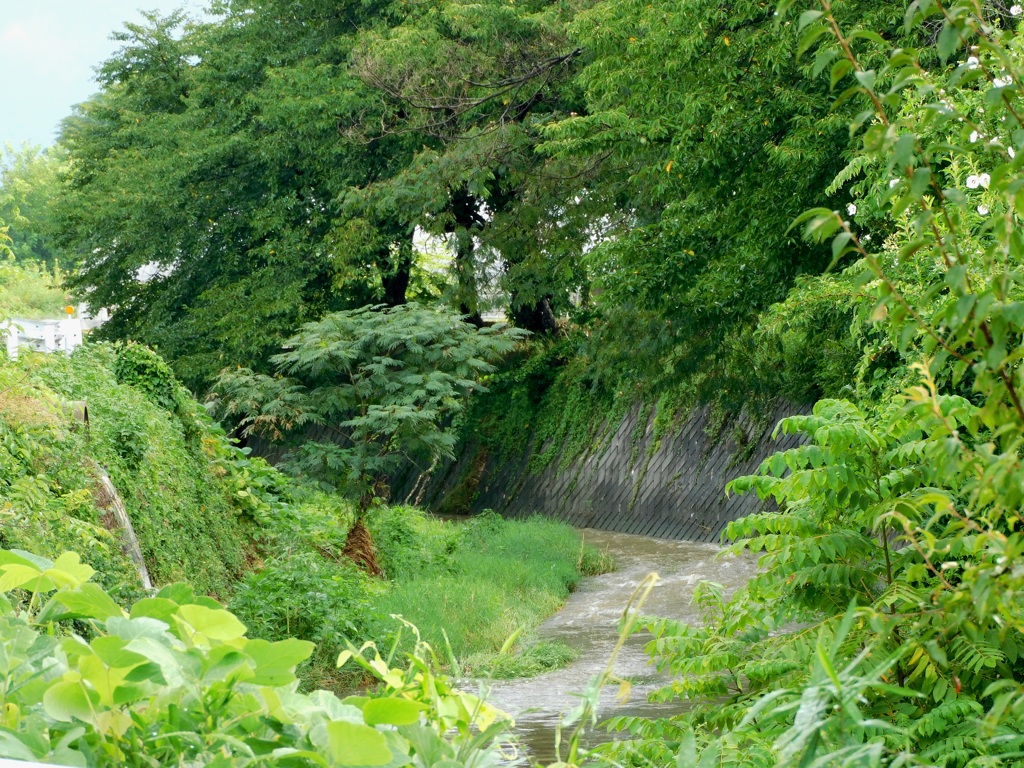 生い茂る