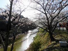 堀に桜