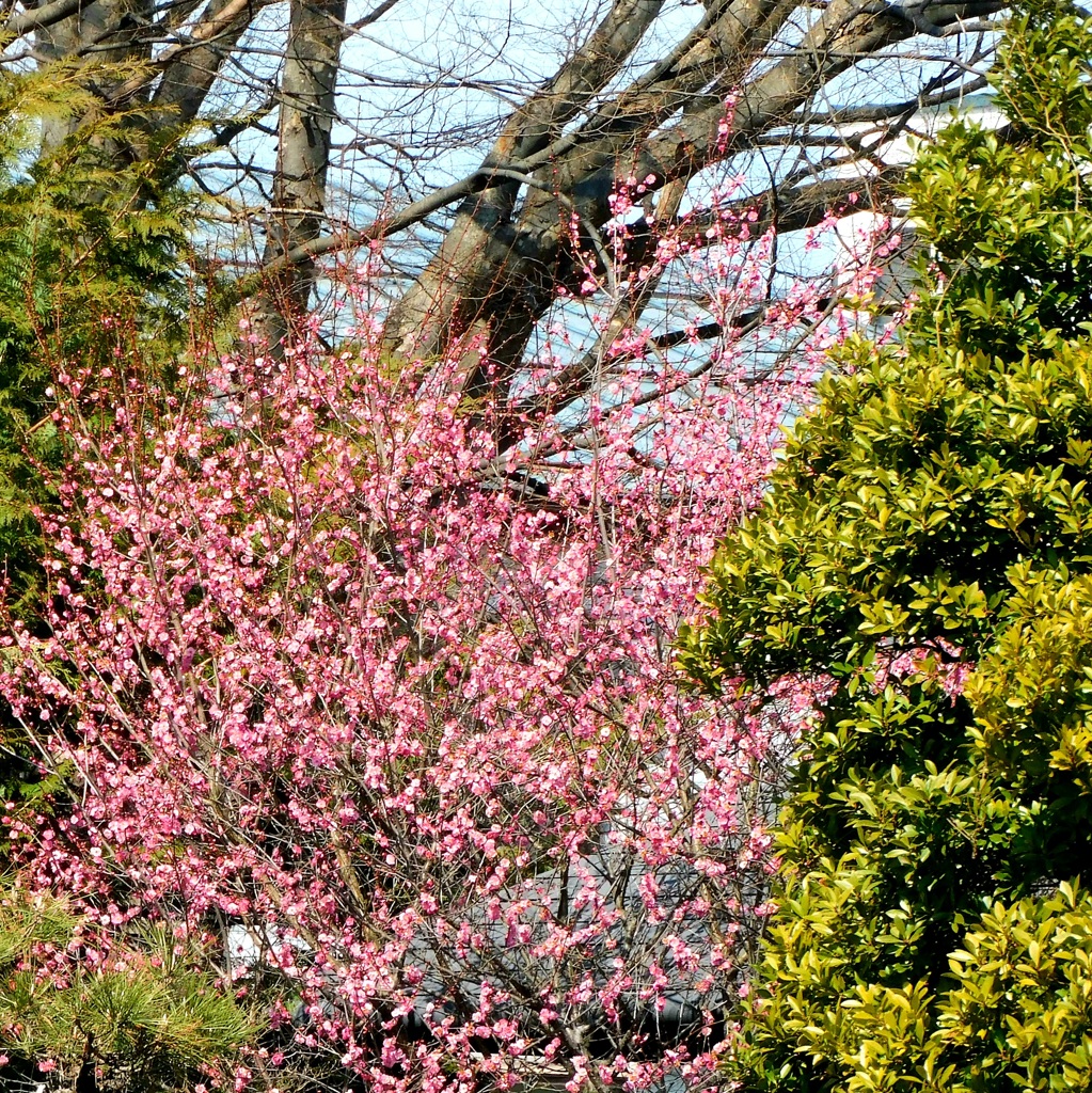 紅梅