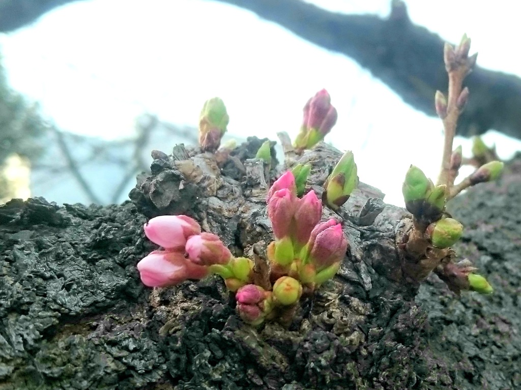 胴咲き桜