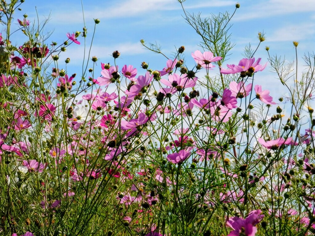 秋桜
