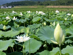 はす池