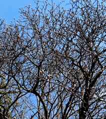 辛夷ですか？木蓮ですか？