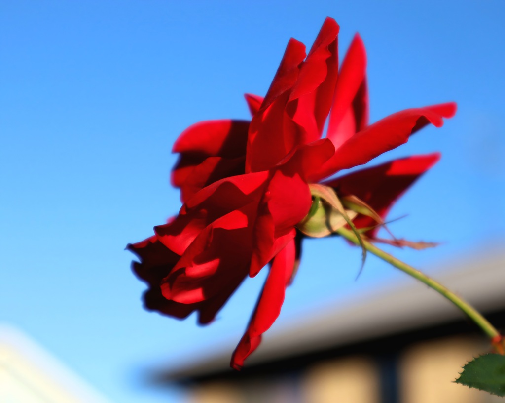 冬薔薇　ふゆそうび