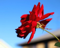 冬薔薇　ふゆそうび