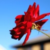 冬薔薇　ふゆそうび