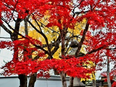 紅葉越しに銀杏