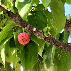 山法師の実