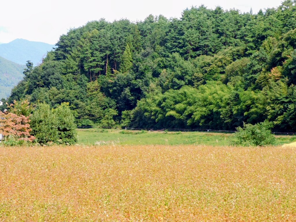 青木村の蕎麦畑