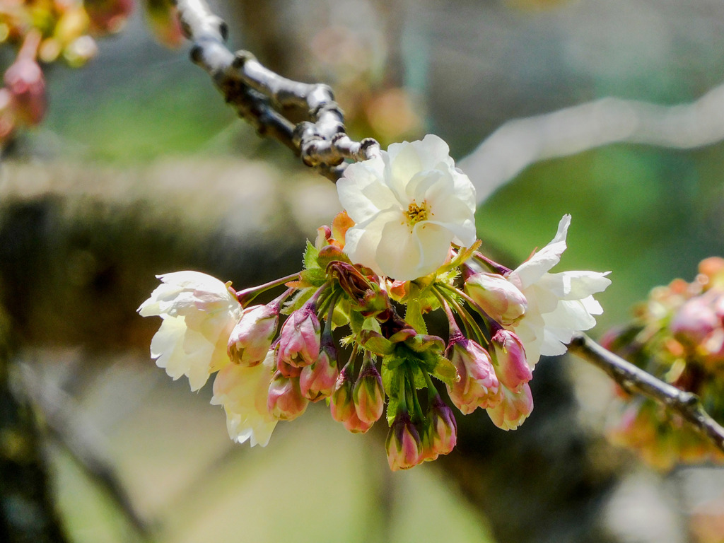 御衣黄桜
