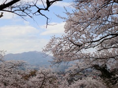 東山公園でお花見