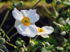 秋明菊