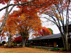 花公園でランチ