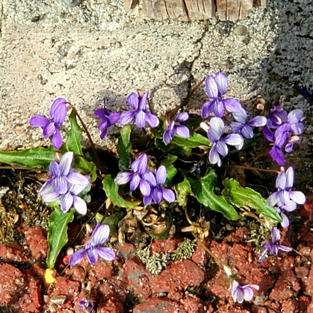 菫