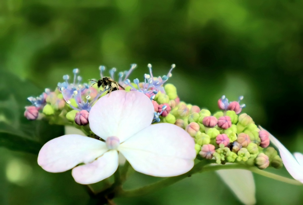 カラフル紫陽花