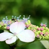 カラフル紫陽花
