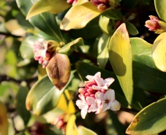 沈丁花