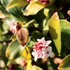 沈丁花