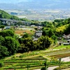 稲倉の棚田