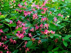 立夏の花公園
