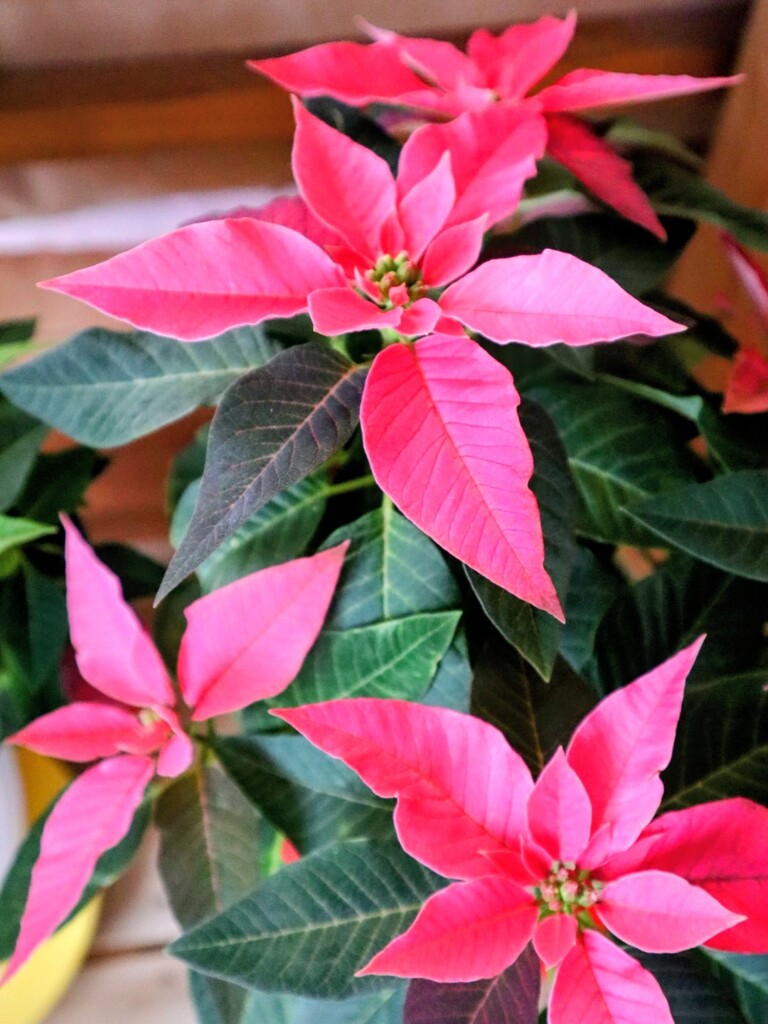 2年目のポインセチア