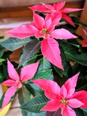 2年目のポインセチア