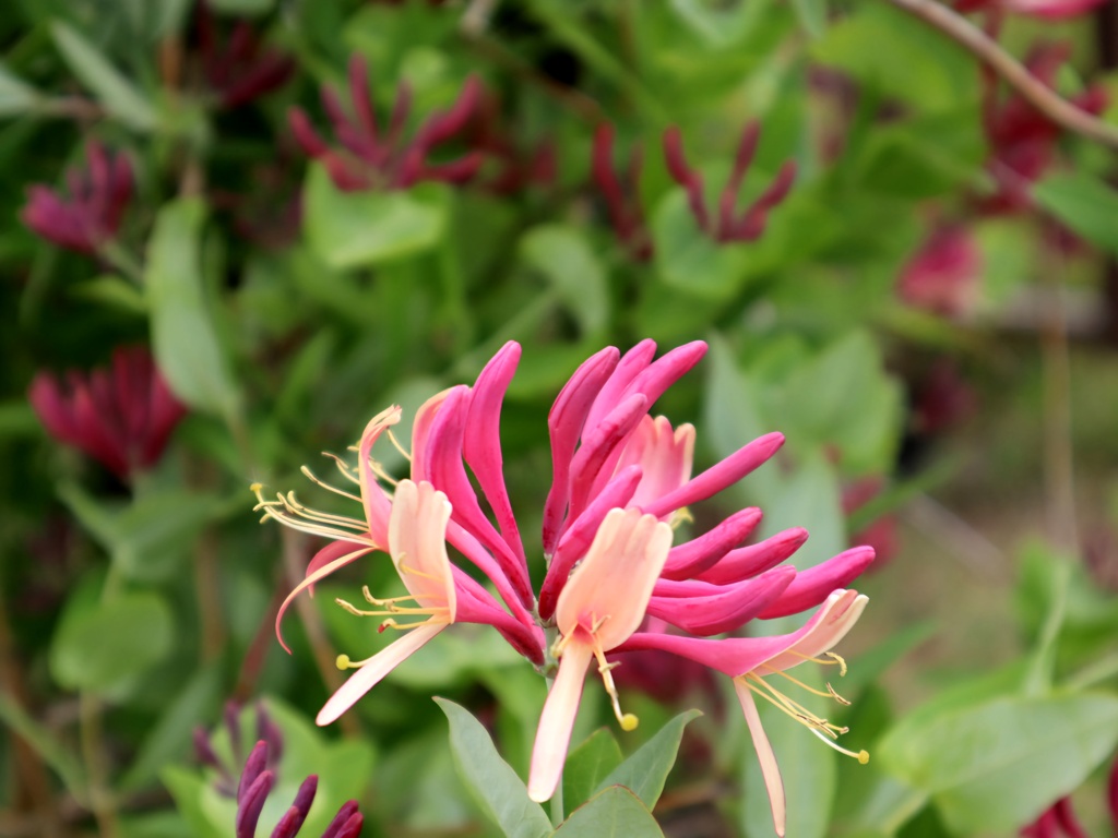 薔薇園に咲く花