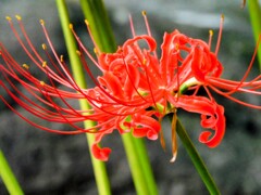 曼珠沙華