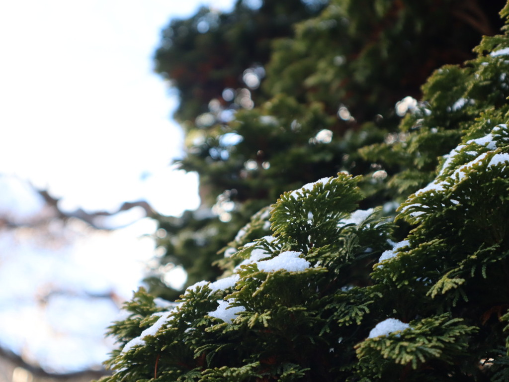 檜の雪化粧