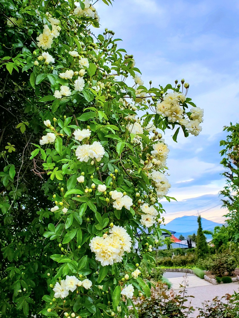 木香薔薇