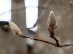 春待つ冬芽