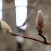 春待つ冬芽