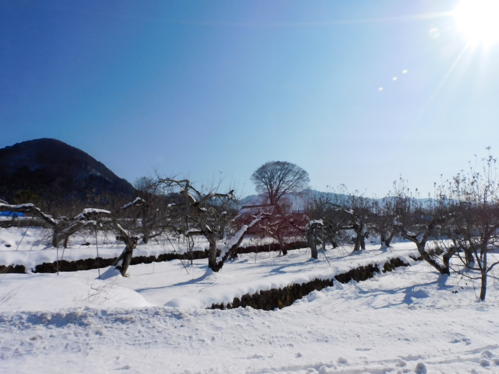 睦月の果樹園