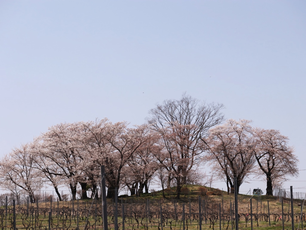 春に為った桜の木