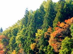 山を彩る綾錦