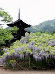 三重塔と藤