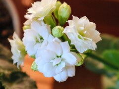 我家の多肉植物