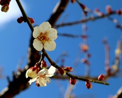 行きつ戻りつの春