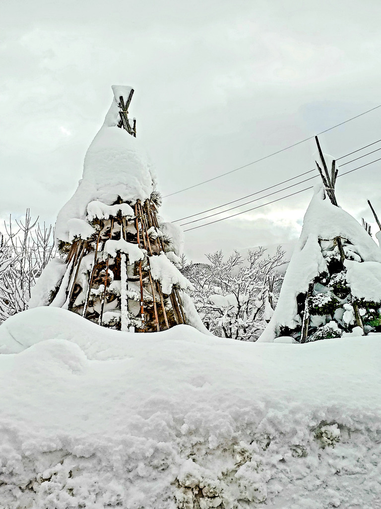 雪囲い