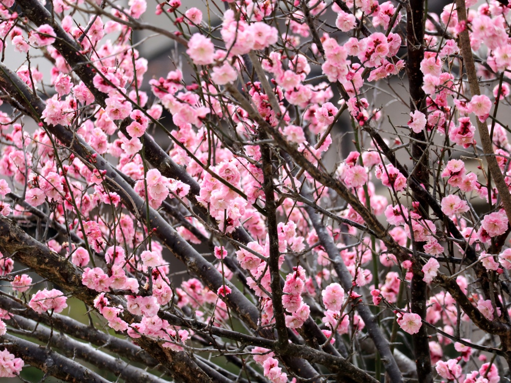 春告草