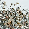 田打ち桜