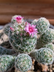 我家の多肉植物
