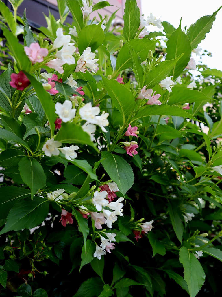 庭に居ます
