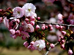八重桜　一葉
